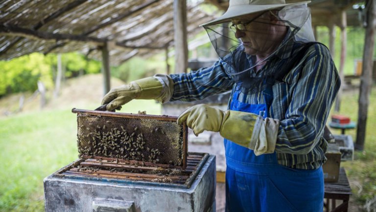 A méhészet szerepe és fontossága