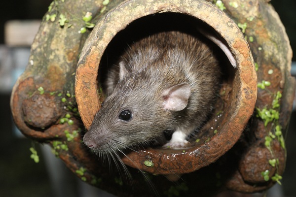 A patkányirtás fontosságáról