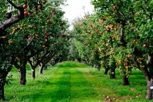 rezisztens almafajták